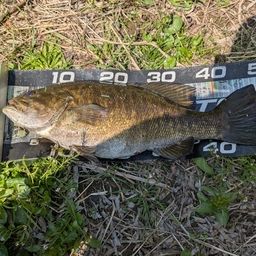 スモールマウスバス