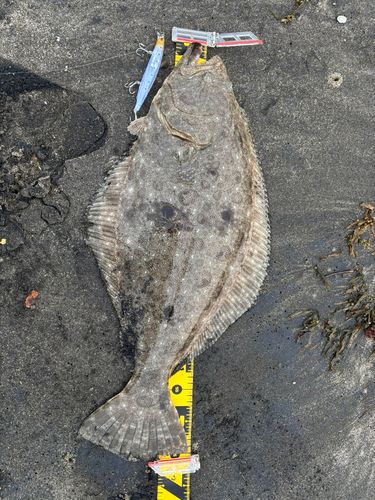 ヒラメの釣果