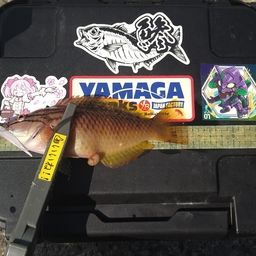 ホシササノハベラ