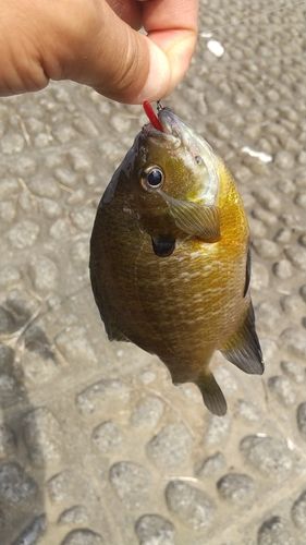 ブルーギルの釣果