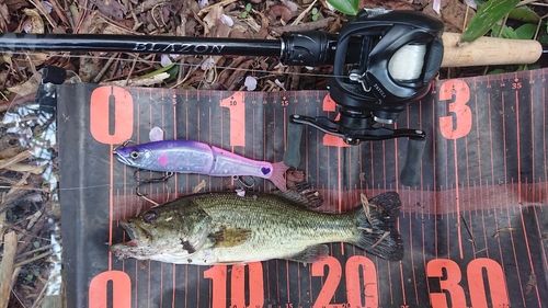 ブラックバスの釣果