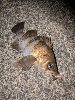 シロメバルの釣果