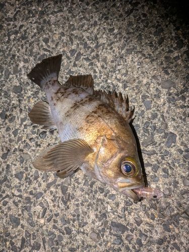 シロメバルの釣果