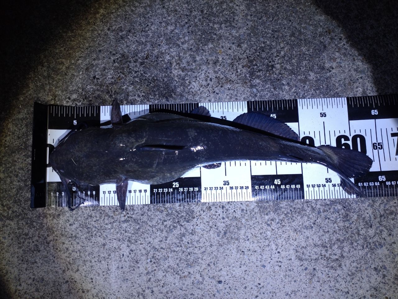 アメリカナマズ