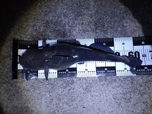 アメリカナマズの釣果