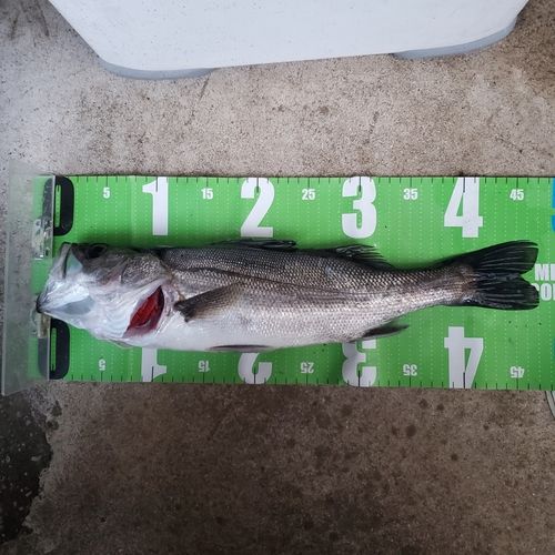 セイゴ（マルスズキ）の釣果