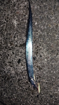 タチウオの釣果