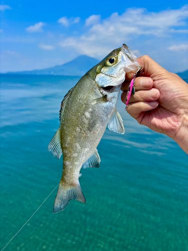 セイゴ（ヒラスズキ）の釣果