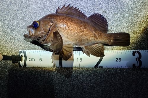 メバルの釣果