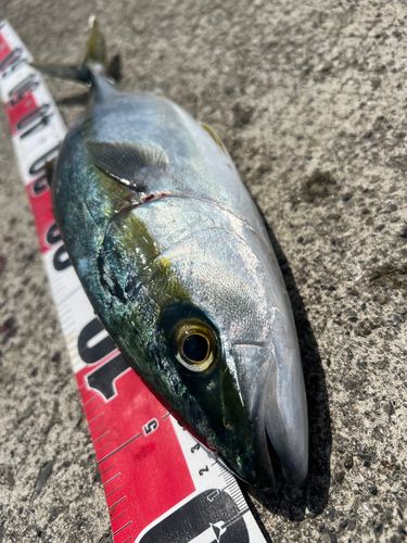 ハマチの釣果