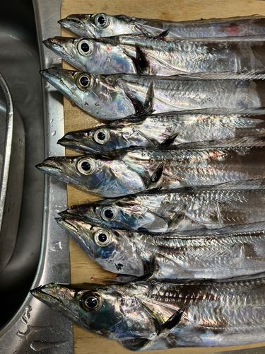 タチウオの釣果