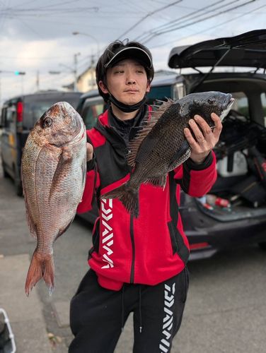 マダイの釣果