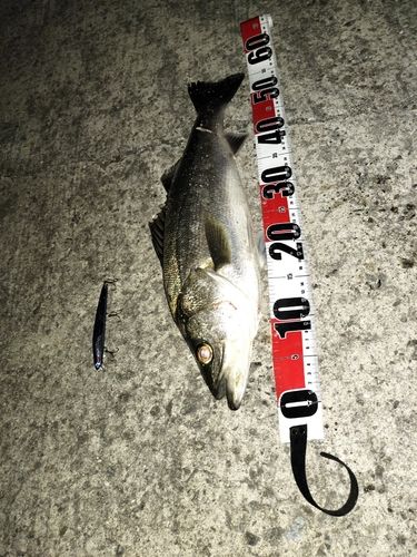 セイゴ（マルスズキ）