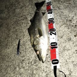 セイゴ（マルスズキ）