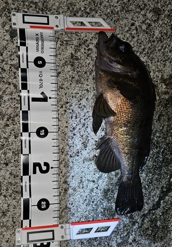 クロメバルの釣果