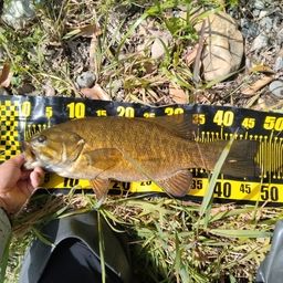 スモールマウスバス