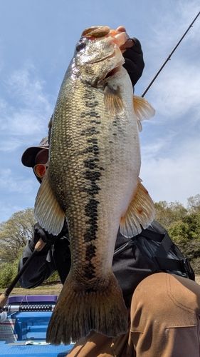 ブラックバスの釣果