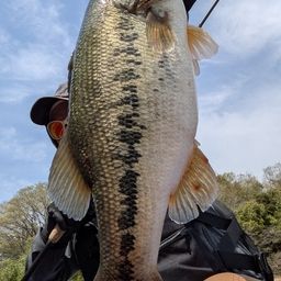 ブラックバス