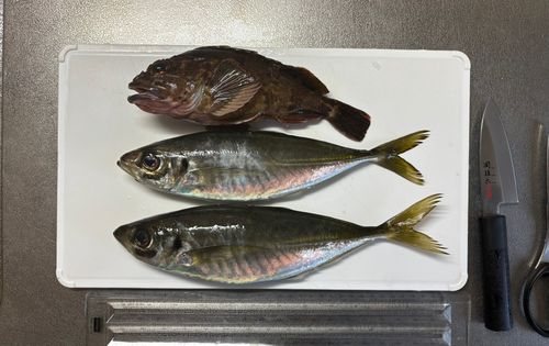 マアジの釣果