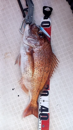 マダイの釣果