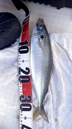 マルアジの釣果