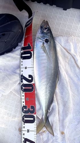 マルアジの釣果