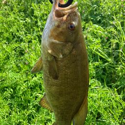 スモールマウスバス