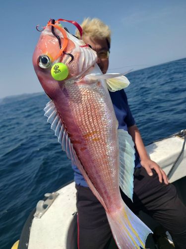 アマダイの釣果