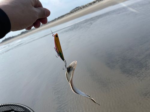 シタビラメの釣果