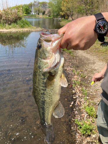 ラージマウスバスの釣果
