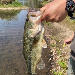 ラージマウスバス