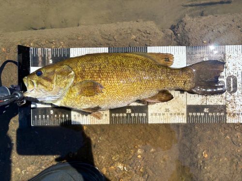スモールマウスバスの釣果