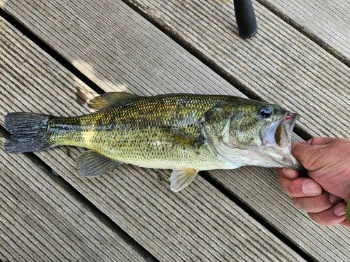 ラージマウスバスの釣果