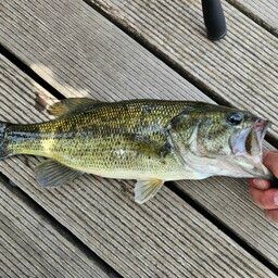 ラージマウスバス