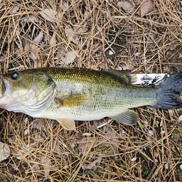 ラージマウスバス