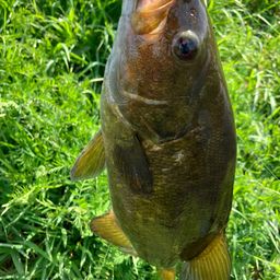 スモールマウスバス