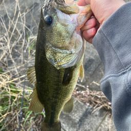 ラージマウスバス