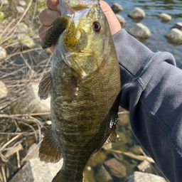 スモールマウスバス