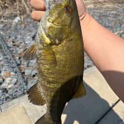 スモールマウスバス