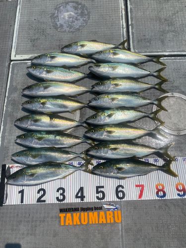ハマチの釣果