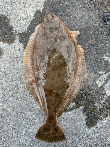 マガレイの釣果