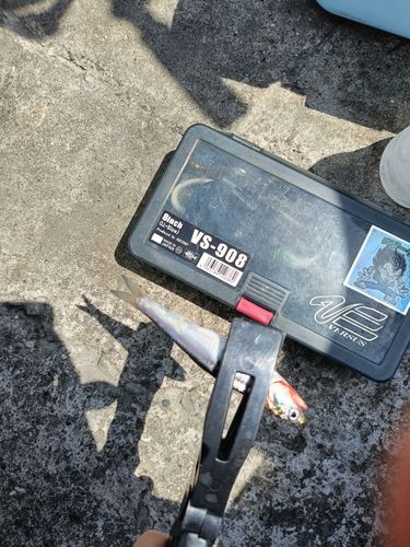 カタクチイワシの釣果