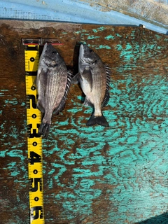 クロダイの釣果