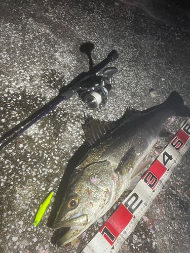 シーバスの釣果