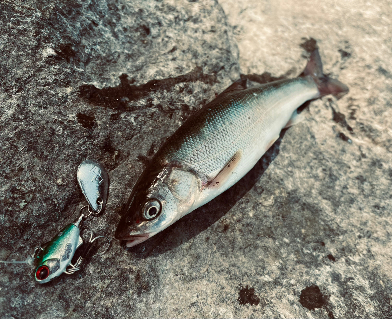 SHIMANO 20ルアーマチック MB S96M-4の最安値・インプレ・釣果
