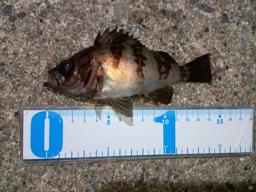 メバルの釣果