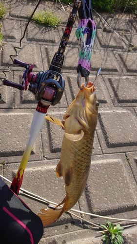 コイの釣果