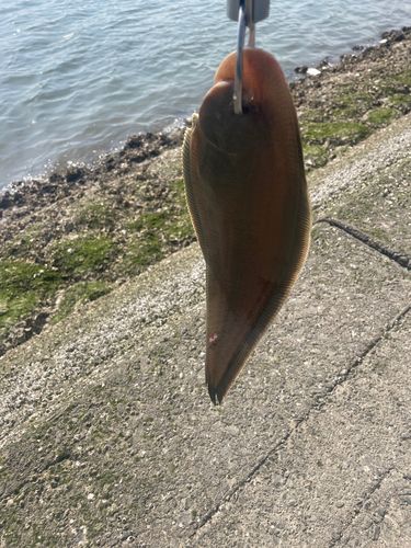 シタビラメの釣果