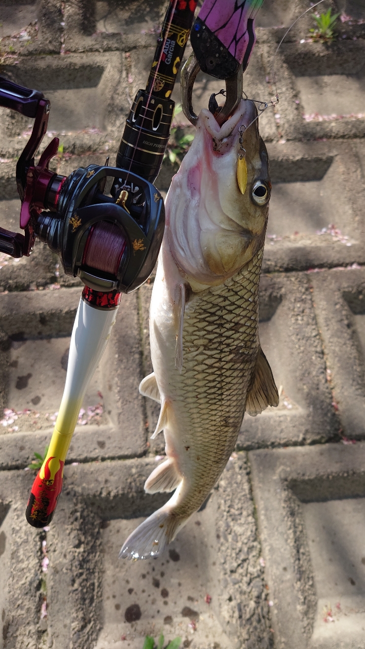 AbuGarcia ワールドモンスター WMCC-654M MGSの最安値・インプレ AbuGarcia ワールドモンスター WMCC-654M MGSの最安値・インプレ
