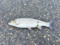マルタウグイの釣果